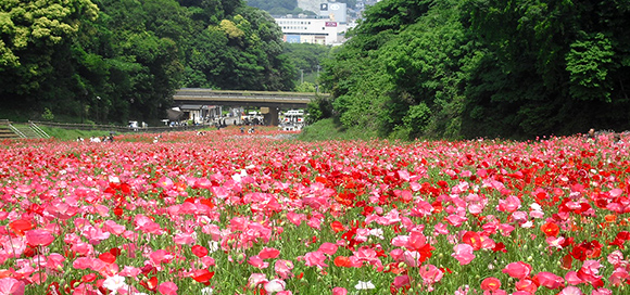 横須賀市くりはま花の国の写真