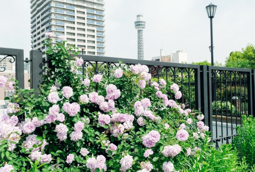 横浜市アメリカ山公園③