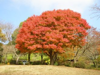 公園だより最新投稿写真