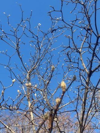 公園だより最新投稿写真