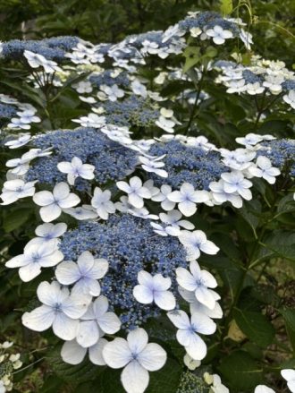 公園だより最新投稿写真