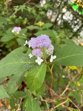 公園だより最新投稿写真