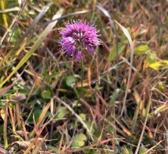 公園だより最新投稿写真