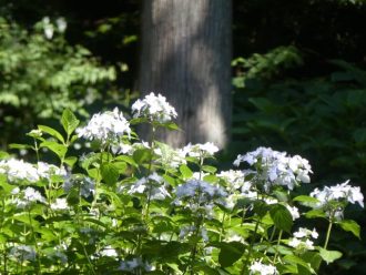 公園だより最新投稿写真
