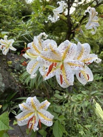 公園だより最新投稿写真