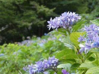 公園だより最新投稿写真
