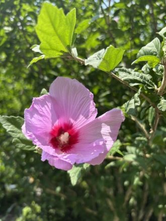公園だより最新投稿写真