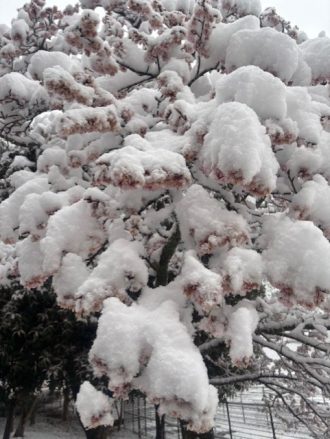 公園だより最新投稿写真