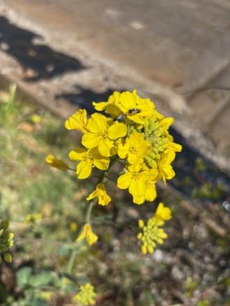 公園だより最新投稿写真