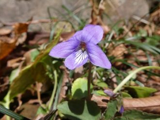 公園だより最新投稿写真