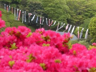 公園だより最新投稿写真