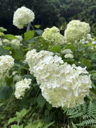 公園だより最新投稿写真