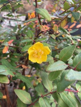 公園だより最新投稿写真