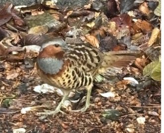 公園だより最新投稿写真