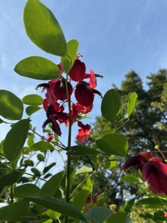 公園だより最新投稿写真