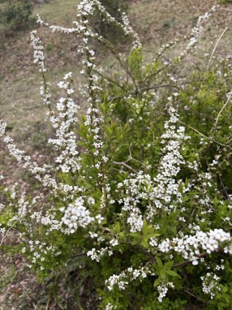 公園だより最新投稿写真