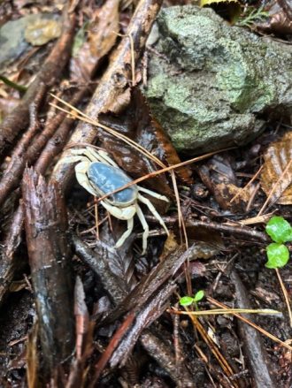 公園だより最新投稿写真