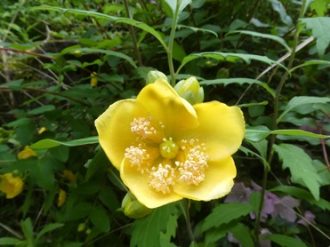 公園だより最新投稿写真