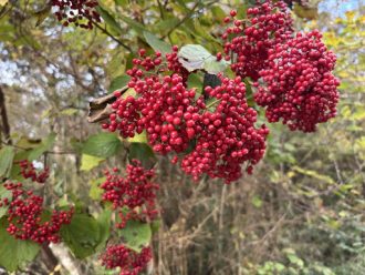 公園だより最新投稿写真