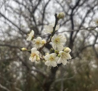 公園だより最新投稿写真
