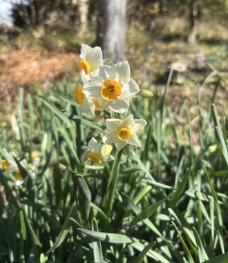 公園だより最新投稿写真