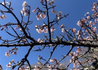 公園だより最新投稿写真