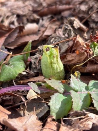 公園だより最新投稿写真