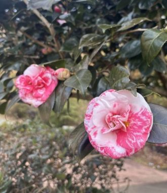 公園だより最新投稿写真