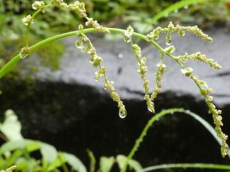 公園だより最新投稿写真