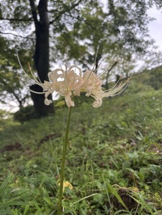 公園だより最新投稿写真
