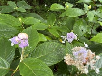 公園だより最新投稿写真