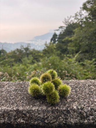 公園だより最新投稿写真