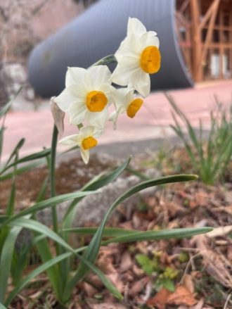 公園だより最新投稿写真