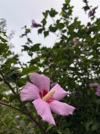 公園だより最新投稿写真