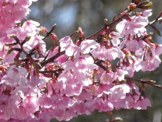 公園だより最新投稿写真