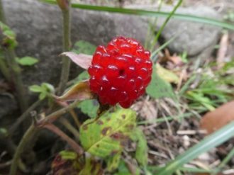 公園だより最新投稿写真