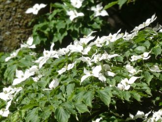 公園だより最新投稿写真