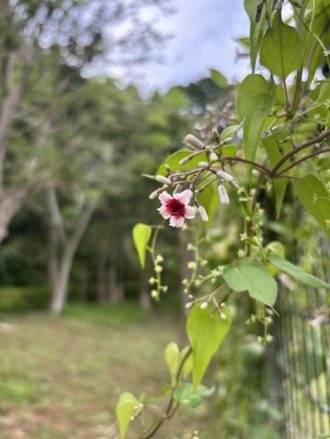 公園だより最新投稿写真
