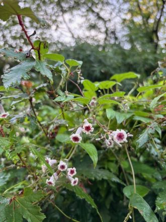 公園だより最新投稿写真
