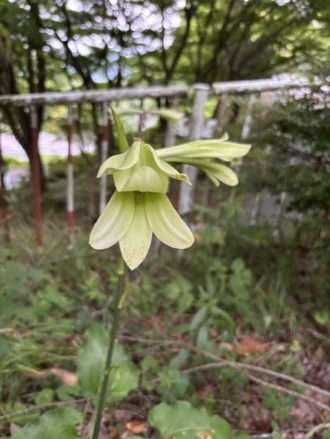 公園だより最新投稿写真