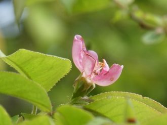 公園だより最新投稿写真