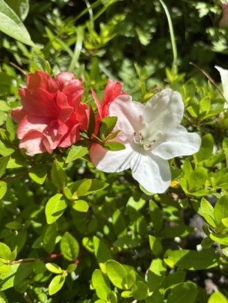 公園だより最新投稿写真