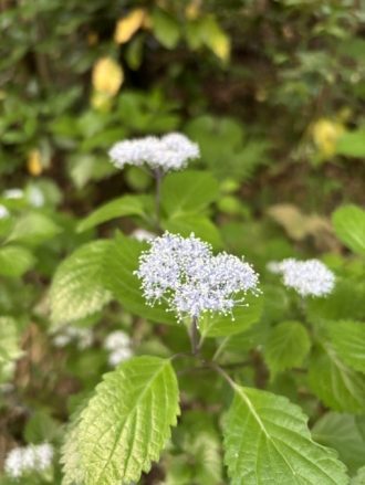 公園だより最新投稿写真