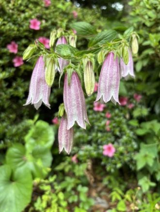 公園だより最新投稿写真