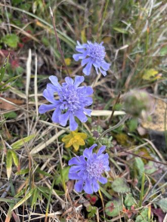 公園だより最新投稿写真