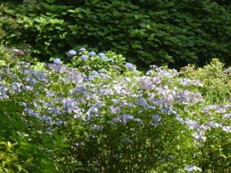 公園だより最新投稿写真