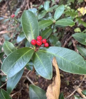 公園だより最新投稿写真