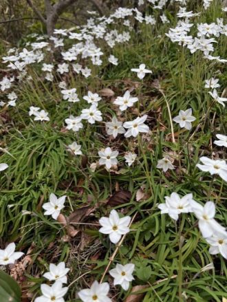 公園だより最新投稿写真