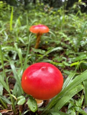 公園だより最新投稿写真