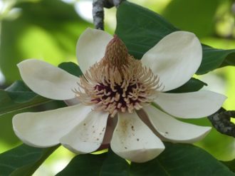 公園だより最新投稿写真